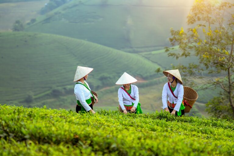Petani Plasma Area: Meningkatkan Kesejahteraan Melalui Kemitraan yang Berkeadilan