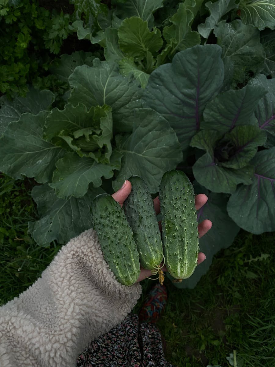 Close-up of fresh cucumbers held by a hand amidst lush green leaves, ideal for healthy lifestyle themes.