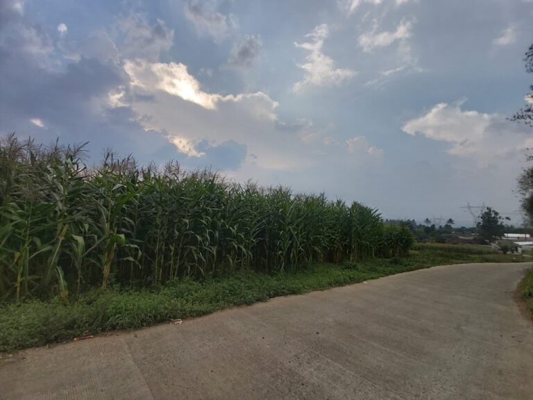 Peluang Bisnis Jagung dan Pakan Awetan (Silase) Skala Komersial