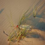 a bottle sitting on top of a sandy beach