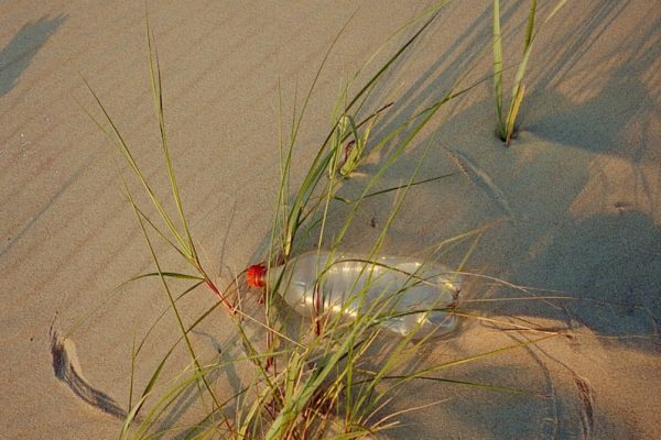 a bottle sitting on top of a sandy beach