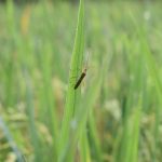a bug is sitting on a blade of grass