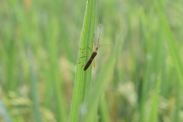 a bug is sitting on a blade of grass