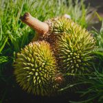 A bunch of fruit sitting on top of a lush green field