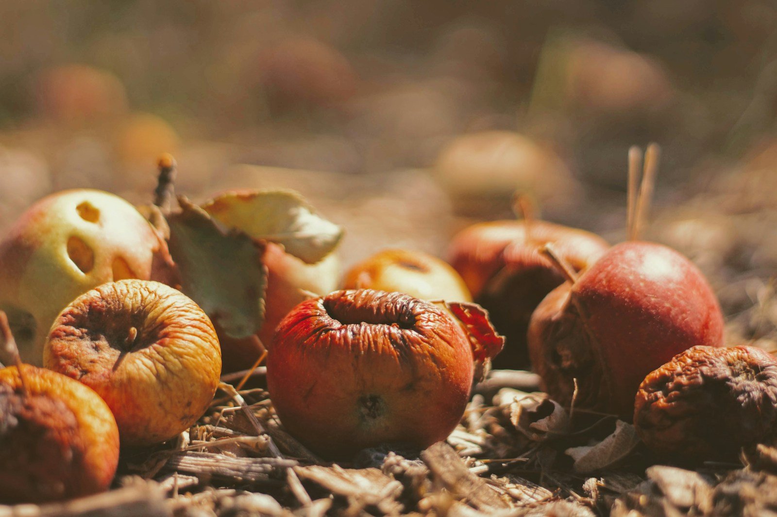 selective focus photography of dried fruits on field