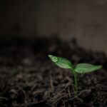 plant, sprout, botany, nature, soil, growth, earth, leaves