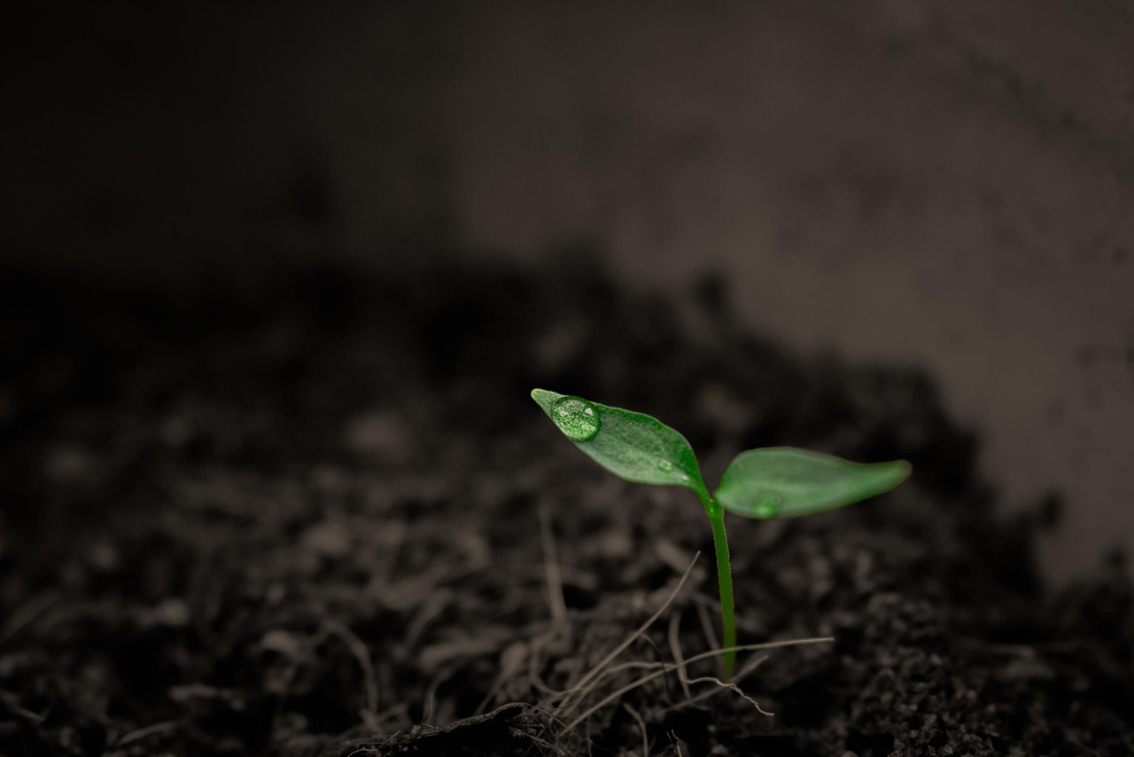 plant, sprout, botany, nature, soil, growth, earth, leaves