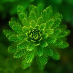 fern, leaves, foliage, green, nature, fresh, symmetry, green leaves, green foliage, plants, flora, botany, fern, leaves, green, green, green, green, green, plants
