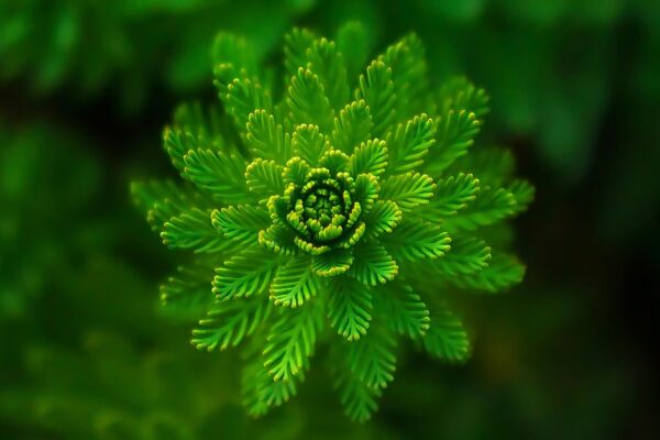 fern, leaves, foliage, green, nature, fresh, symmetry, green leaves, green foliage, plants, flora, botany, fern, leaves, green, green, green, green, green, plants