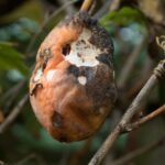 decomposition, mouldy, mould, eaten, mouldy fruit, eaten fruit, pests, disease, garden, gardening, decomposing, putrid, decay, rotten, rot, decompose, spoilage, moldy, waste, spoilt, unpleasant, rotting, fruit, fruit on tree, autumn, moldiness, perishable, mouldiness, nature, natural, fungus, inedible, disgusting, fruiting tree, natures harvest, natures bounty, organic, organic fruit, decomposition, decomposition, decomposition, putrid, rot, rot, decompose, decompose, decompose, decompose, decompose, spoilage, moldy, rotting