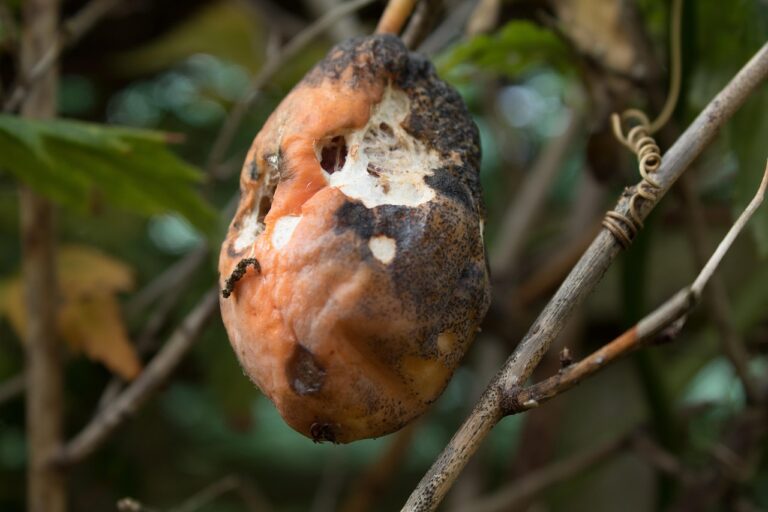 decomposition, mouldy, mould, eaten, mouldy fruit, eaten fruit, pests, disease, garden, gardening, decomposing, putrid, decay, rotten, rot, decompose, spoilage, moldy, waste, spoilt, unpleasant, rotting, fruit, fruit on tree, autumn, moldiness, perishable, mouldiness, nature, natural, fungus, inedible, disgusting, fruiting tree, natures harvest, natures bounty, organic, organic fruit, decomposition, decomposition, decomposition, putrid, rot, rot, decompose, decompose, decompose, decompose, decompose, spoilage, moldy, rotting