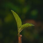 leaf, tree, green, nature, nature, nature, nature, nature, nature