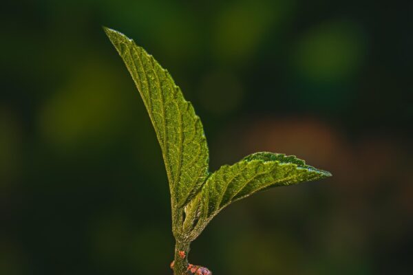 leaf, tree, green, nature, nature, nature, nature, nature, nature
