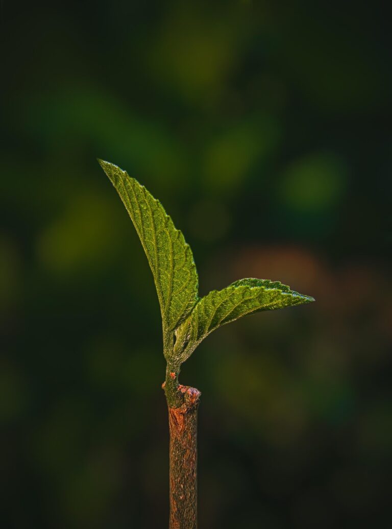 leaf, tree, green, nature, nature, nature, nature, nature, nature