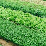 Hidroponik Urban Farming