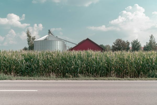 farm with cornfield near road during daytime