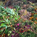 green and yellow plant on ground