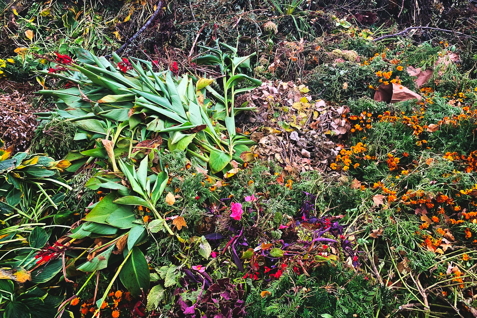 green and yellow plant on ground