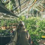 a greenhouse with many plants