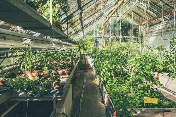 a greenhouse with many plants