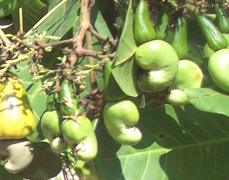 Memupuk Perkebunan Mete dan Tanaman di Lahan Miring dengan Pupuk Tablet