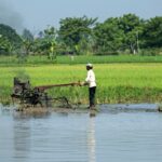 Two farmers working in a lush green rice field with a tractor in rural setting.