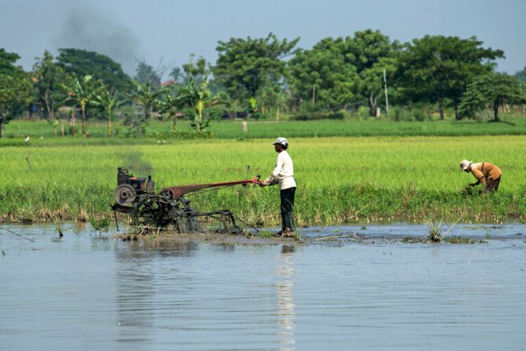 Two farmers working in a lush green rice field with a tractor in rural setting.