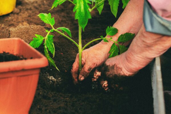 Close-up of hands planting a tomato seedling in a garden bed, showcasing gardening and sustainability.