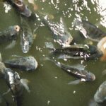 Budidaya Ikan Nila
