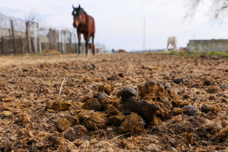 Focus on horse manure with blurred horses in the background on a farm in Garešnica, Croatia.