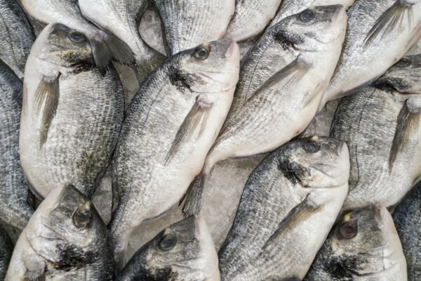 Close-up of fresh sea bream fish stacked on ice at a seafood market, highlighting freshness and quality.
