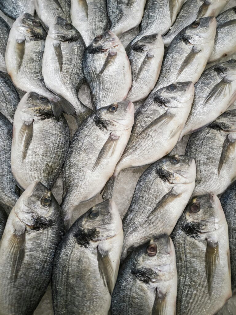 Close-up of fresh sea bream fish stacked on ice at a seafood market, highlighting freshness and quality.
