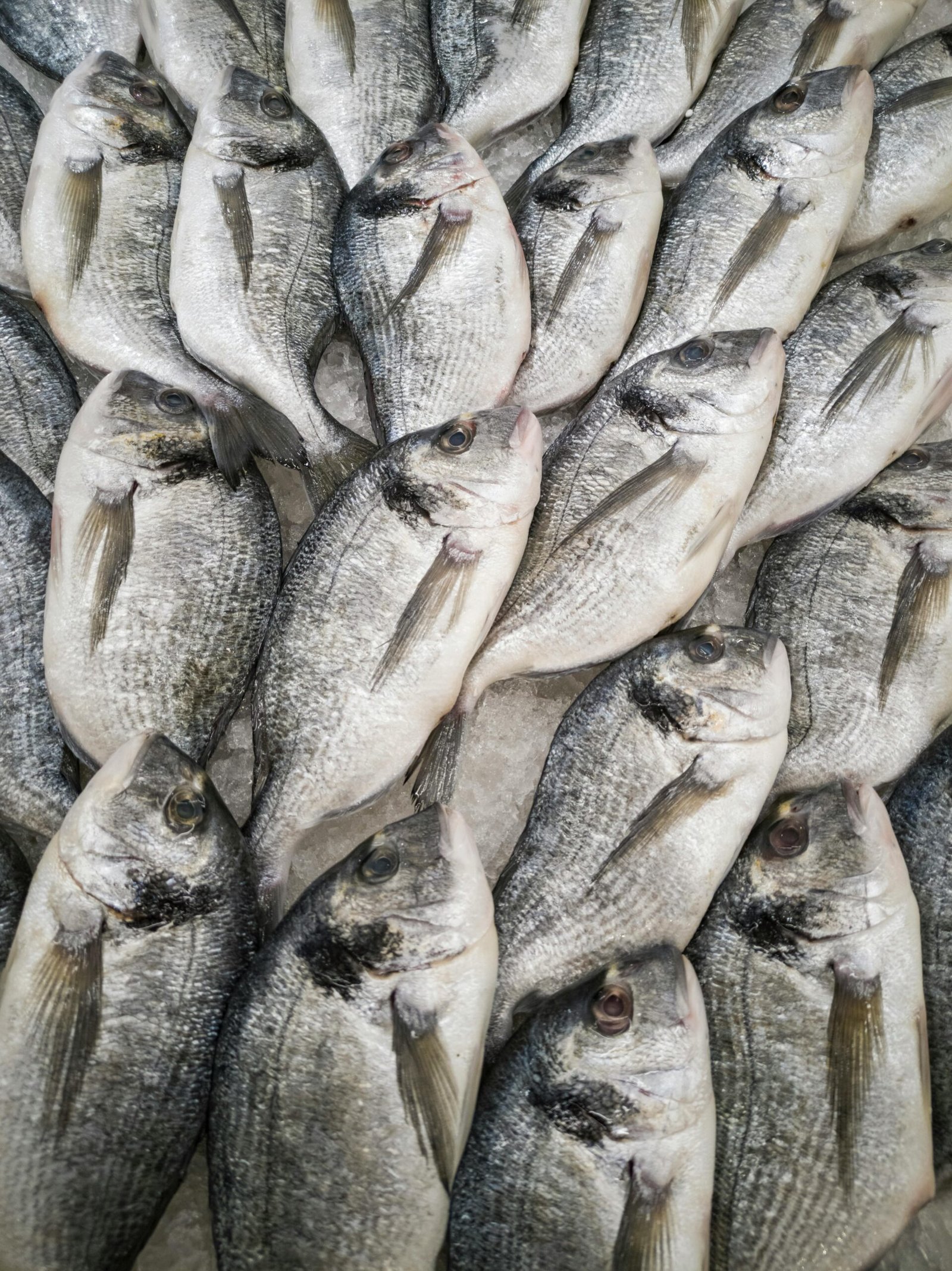 Close-up of fresh sea bream fish stacked on ice at a seafood market, highlighting freshness and quality.