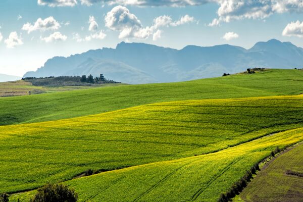 Lush green fields under a blue sky with distant mountains.