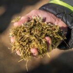 Hand holding a handful of organic silage for agricultural feeding, outdoor setting.