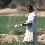 A farmer in traditional attire spreading fertilizer in a lush, green field on a sunny day.