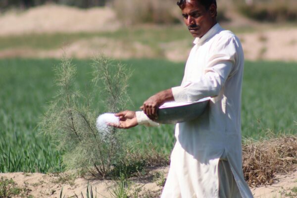 A farmer in traditional attire spreading fertilizer in a lush, green field on a sunny day.