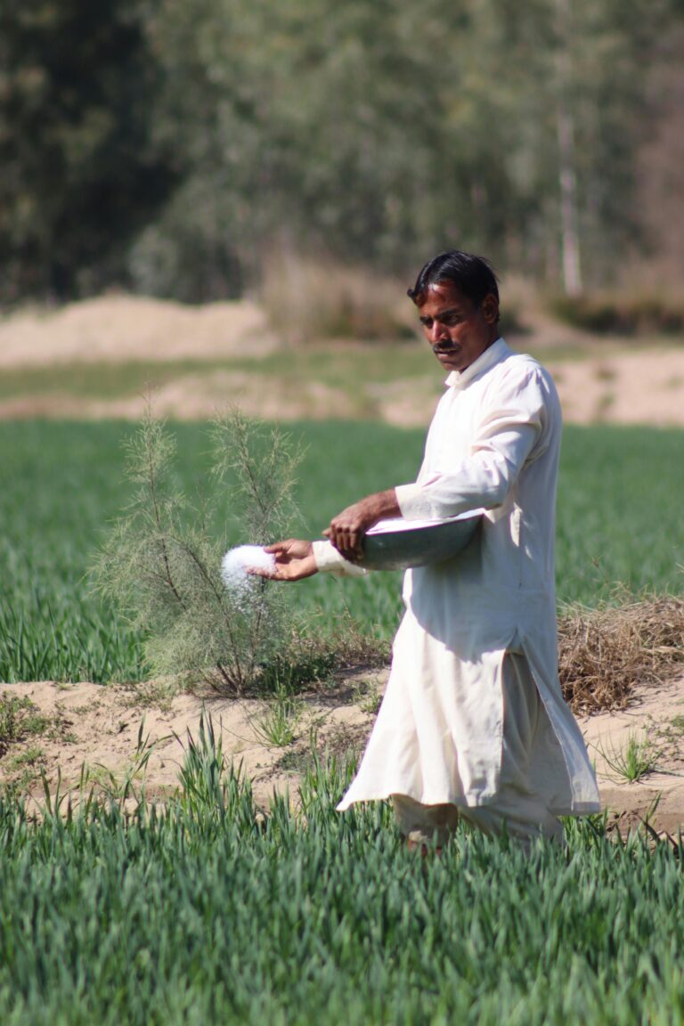 A farmer in traditional attire spreading fertilizer in a lush, green field on a sunny day.