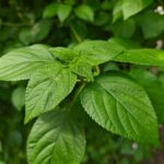Detailed close-up of vibrant green leaves with deep textures, perfect for nature concepts.
