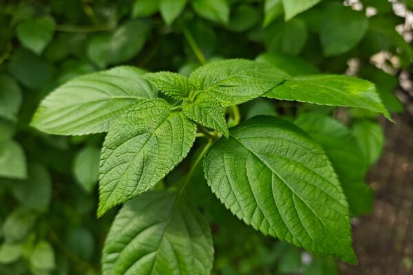Detailed close-up of vibrant green leaves with deep textures, perfect for nature concepts.
