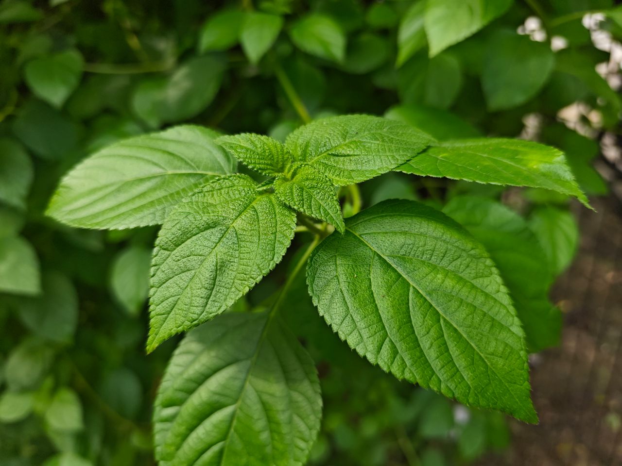 Detailed close-up of vibrant green leaves with deep textures, perfect for nature concepts.