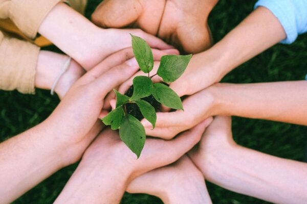 Hands united around a plant symbolizing teamwork and eco-friendly efforts outdoors.