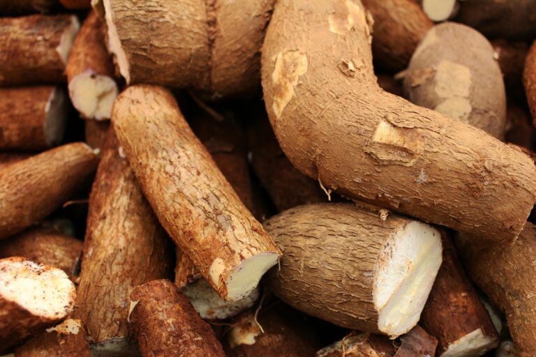 Limbah Singkong Biogas: Mengubah Kulit dan Batang Singkong Menjadi Sumber Energi Hijau