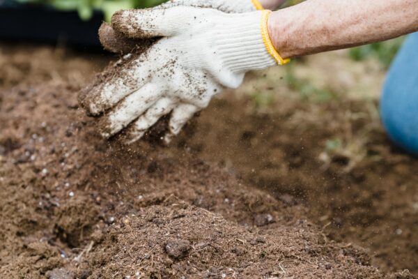Close-up of a gardener's hands in gloves preparing soil for planting outdoors.