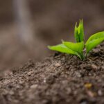 Tiny sprig with green leaves growing on fertile soil in field in farm