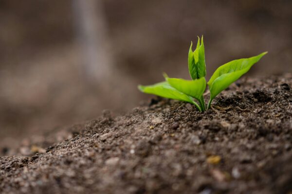 Tiny sprig with green leaves growing on fertile soil in field in farm