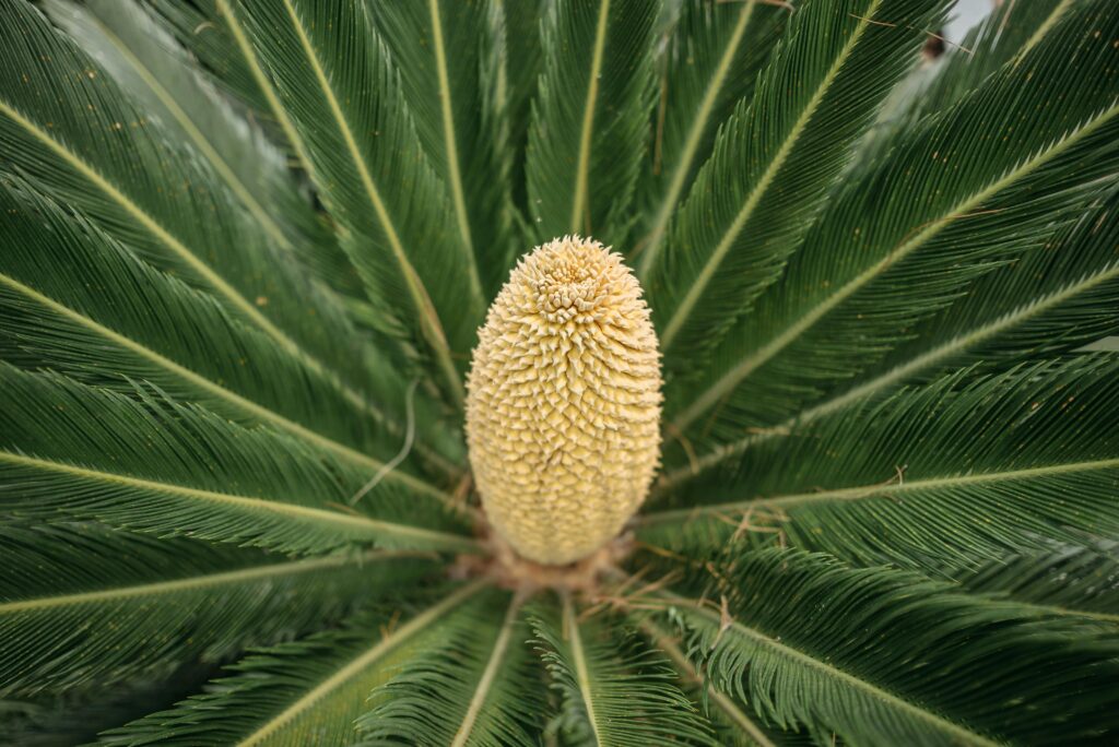 Detailed close-up of a Cycas plant's cone surrounded by lush green leaves.