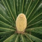 Detailed close-up of a Cycas plant's cone surrounded by lush green leaves.