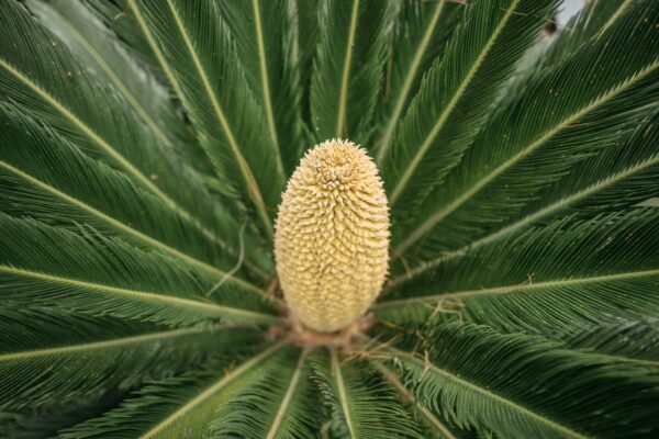 Detailed close-up of a Cycas plant's cone surrounded by lush green leaves.