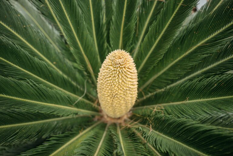 Detailed close-up of a Cycas plant's cone surrounded by lush green leaves.